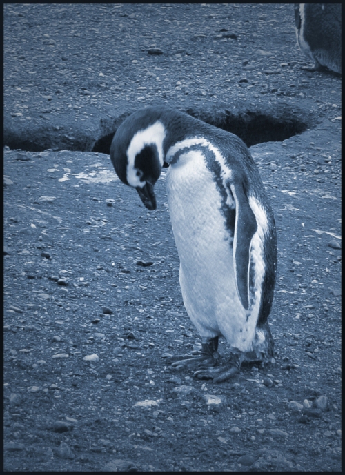penguin blues