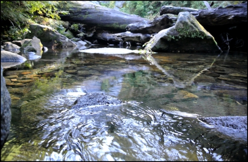 PNH - creek